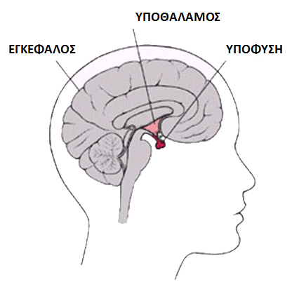 Φυσιολογική λειτουργία