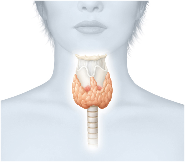 thyroid-gonimotita